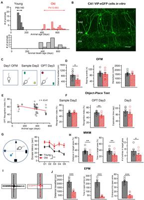 Alterations in Intrinsic and Synaptic Properties of Hippocampal CA1 VIP Interneurons During Aging